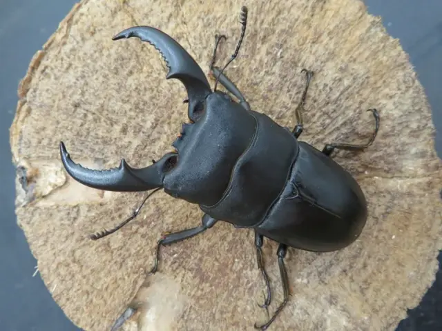 オキナワヒラタクワガタ（沖縄県伊平屋島）超特大ペア（オス67mm、メス40mm）/2025年最新羽化！レアな伊平屋島産！