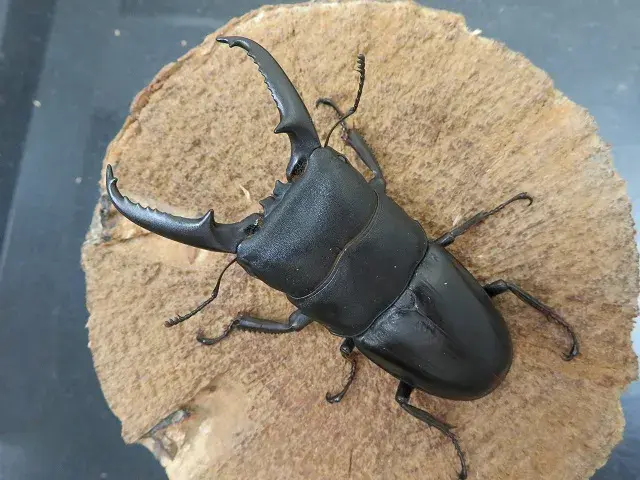 ゴトウヒラタクワガタ（五島列島中通島）特大ペア（オス73mm、メス38mm）/長い大アゴがカッコいい！2025年最新羽化！