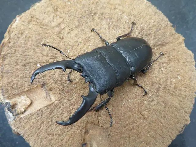 ワイルド！天然ヒラタクワガタ（福岡県うきは市）特大ペア（オス64mm、メス29mm）/希少な60ｍｍオーバー！2025年夏の最新採集！