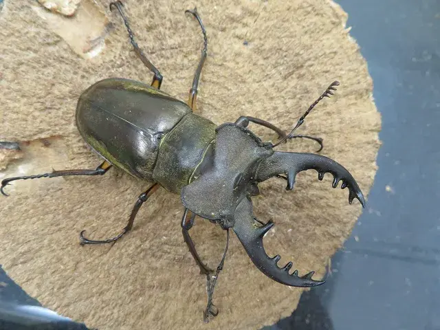 ワイルド！天然ミヤマクワガタ（熊本県御船町）超特大ペア（オス69mm、メス36mm）/迫力のサイズ！2025年夏の最新採集！