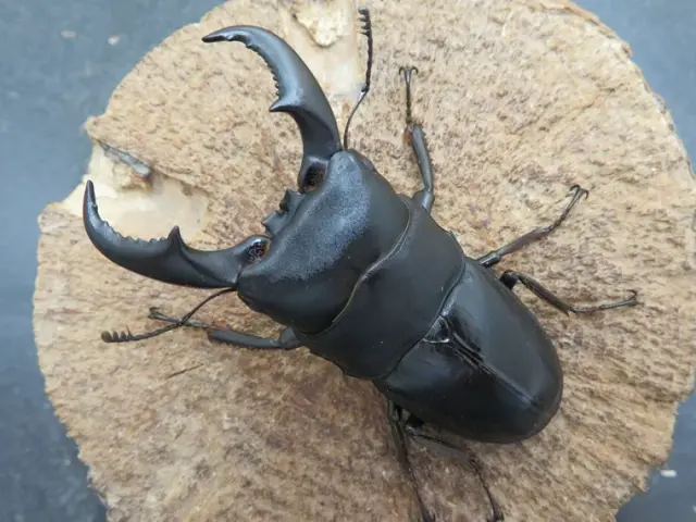 オキナワヒラタクワガタ（沖縄県伊平屋島）超特大ペア（オス70mm、メス42mm）/迫力満点！2025年最新羽化！【写真の個体をお届け】