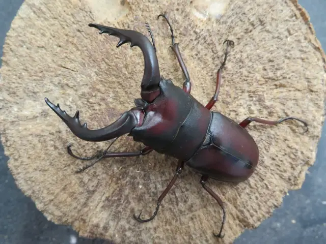 種子島産ノコギリクワガタ（南種子町）超特大ペア（オス68mm、メス37mm）/紅色の発色良好！！2026年の春からの繁殖に最適！新成虫に付き動きも鈍く、またエサも食べていません。【写真の個体をお届け】