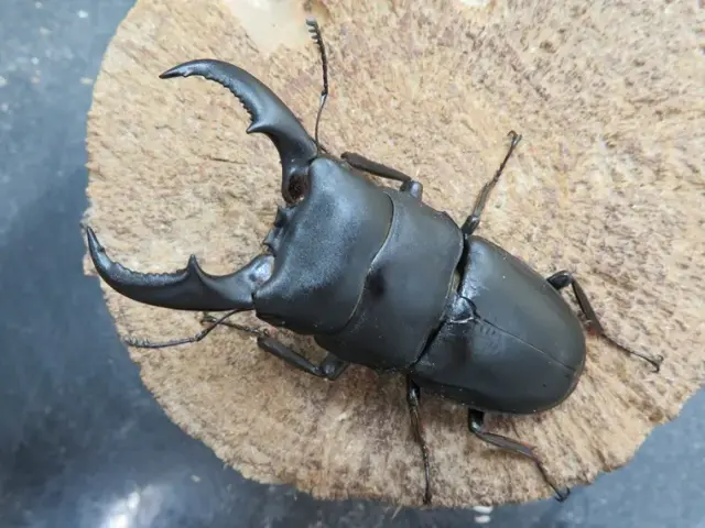 オキナワヒラタクワガタ（沖縄県伊平屋島）超特大ペア（オス68mm、メス40mm）/2025年最新羽化！激レアな伊平屋島産！【写真の個体をお届け】