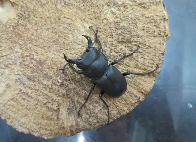 ワイルド！天然キュウシュウヒメオオクワガタ（熊本県八代市）大型ペア（オス35ミリ、メス30ミリ）/激レア！九州山地の秘宝！2025年10月の最新採集！【写真の個体をお届け】