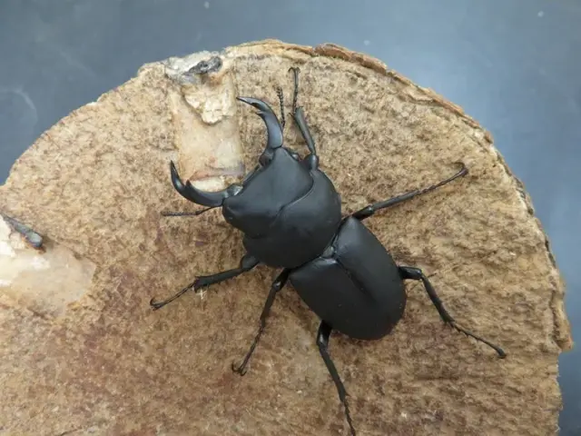ワイルド！天然キュウシュウヒメオオクワガタ（熊本県八代市）超特大ペア（オス44ミリ、メス35ミリ）/激レア！九州山地の秘宝！2025年10月の最新採集！【写真の個体をお届け】
