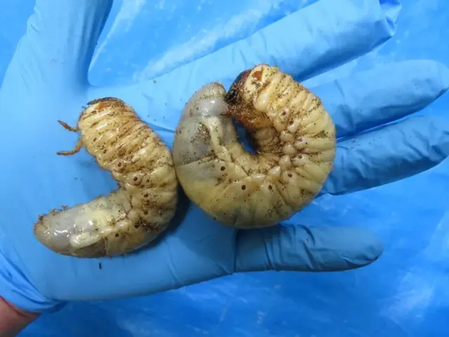 天然国産カブトムシ（大分県九重町）の幼虫ペア、観察飼育容器入り（オスとメスのセット）/大きな物を厳選！完全個別管理！【よりどり幼虫3ペア以上のご購入で10％off！】