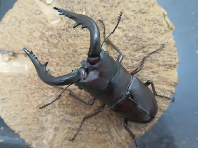 ヤクシマノコギリクワガタ（屋久島楠川）ギネス超特大ペア（オス73mm、メス37mm）/圧巻のギネスオーバー！！2026年最新羽化！新成虫に付き動きも鈍く、まだエサも食べていません。【写真の個体をお届け】