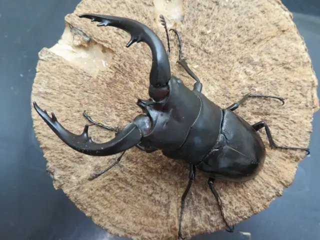 アマミノコギリクワガタ（奄美大島笠利）超特大ペア（オス80mm、メス42mm）/大台突破！！2026年最新羽化！新成虫に付き動きが鈍く、まだエサも食べていません。【写真の個体をお届け】