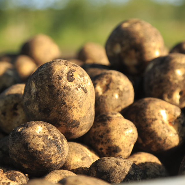 北海道産　じゃがいも（とうや）　8kg　農家直送