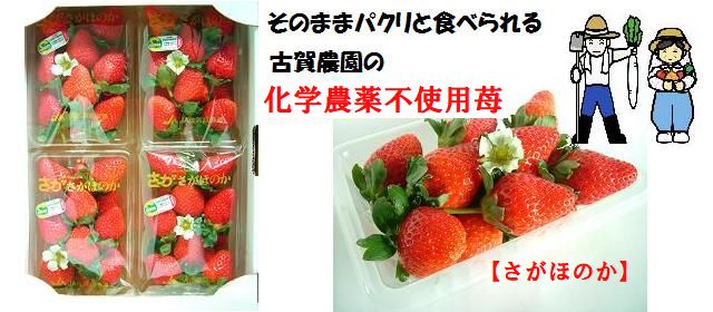 　ジュワっと広がる輝く甘み古賀農園化学農薬不使用苺　さがほのか　４パック入【無添加食品・自然食品】