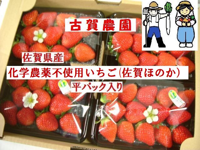 　ジュワっと広がる輝く甘み古賀農園　化学農薬不使用苺　佐賀ほのか　平パック入【無添加食品・自然食品】