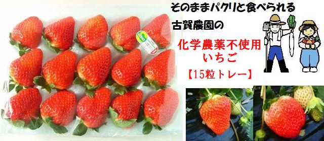 　ジュワっと広がる輝く甘味　古賀農園　 化学農薬不使用苺　特大サイズトレー入り【無添加食品・自然食品】