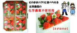 　ジュワっと広がる輝く甘み古賀農園化学農薬不使用苺　さがほのか　４パック入【無添加食品・自然食品】