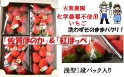 2種類の味が楽しめる古賀農園化学農薬不使用苺「佐賀ほのか」、「紅ほっぺ」セット【無添加食品・自然食品】