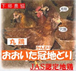 ＪＡＳ取得　下郷農協　大分県産　冠地鶏　丸鶏　２ｋｇ前後