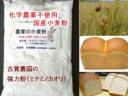 古賀農園の国産化学農薬不使用小麦粉　強力粉（ミナミノカオリ）１ｋｇ【無添加食品・自然食品】