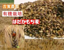 ご飯が美味しくなるモッチリ食感 古賀農園佐賀県産有機もち麦（玄麦）５００ｇ【無添加食品・自然食品】