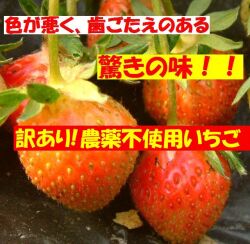 古賀農園「訳あり化学農薬不使用苺！」常識がひっくり返る驚きの味！２パック入り【無添加食品・自然食品】