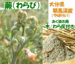 大分県耶馬渓の春山の味　蕨（わらび）　あく抜き用　木/わら灰付き！