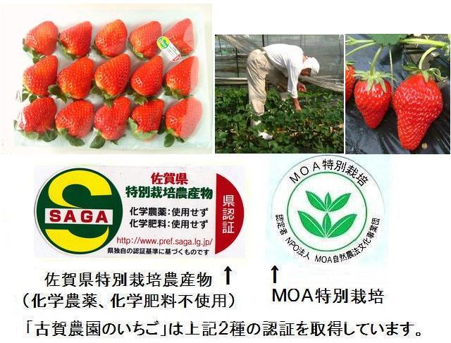 古賀農園　無農薬栽培イチゴ　15粒トレー入り　
