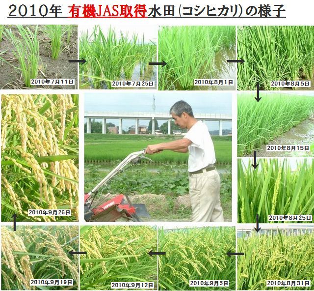 古賀農園２０１０年有機JAS取得田んぼの様子