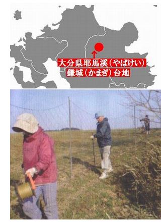国産（大分県産）無農薬栽培小麦１００％　耶馬渓そうめんの産地鎌儀台地