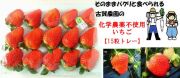 　ジュワっと広がる輝く甘味　古賀農園　 化学農薬不使用苺　特大サイズトレー入り【無添加食品・自然食品】