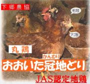 ＪＡＳ取得　下郷農協　大分県産　冠地鶏　丸鶏　２ｋｇ前後