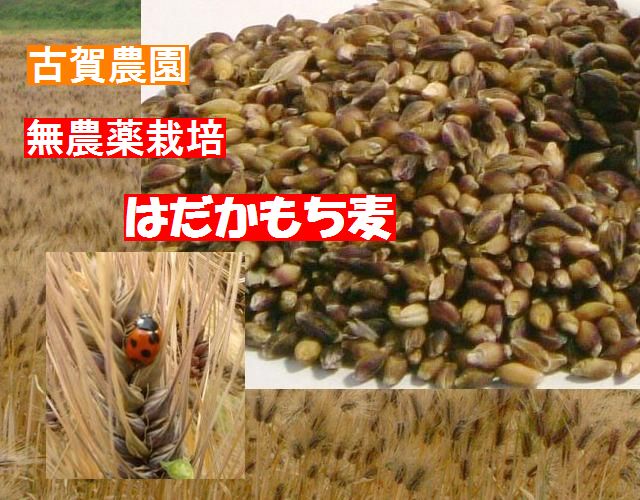 ご飯が美味しくなるモッチリ食感収穫 古賀農園佐賀県産 無農薬もち麦 玄麦 ５００ｇ 無添加食品 自然食品 自然食品通販サイト 無添加食品や