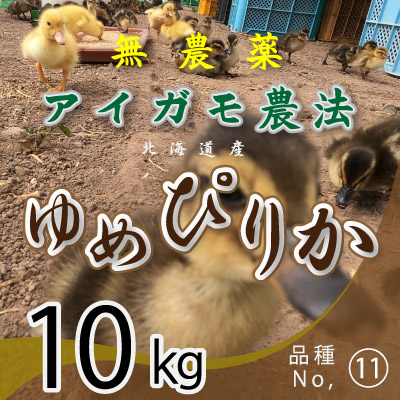 (11)令和6年産米 無農薬栽培アイガモ農法 ゆめぴりか10kg