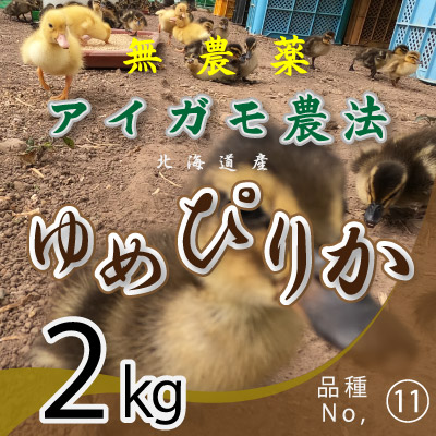 (11)令和6年産米 無農薬栽培アイガモ農法 ゆめぴりか2kg