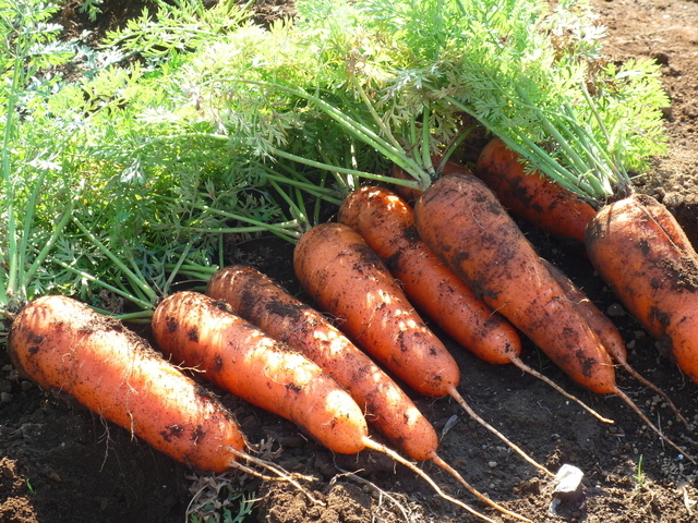 人参　向陽二号　5ｋｇ