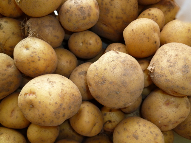 じゃがいも5kg ファームキトラ