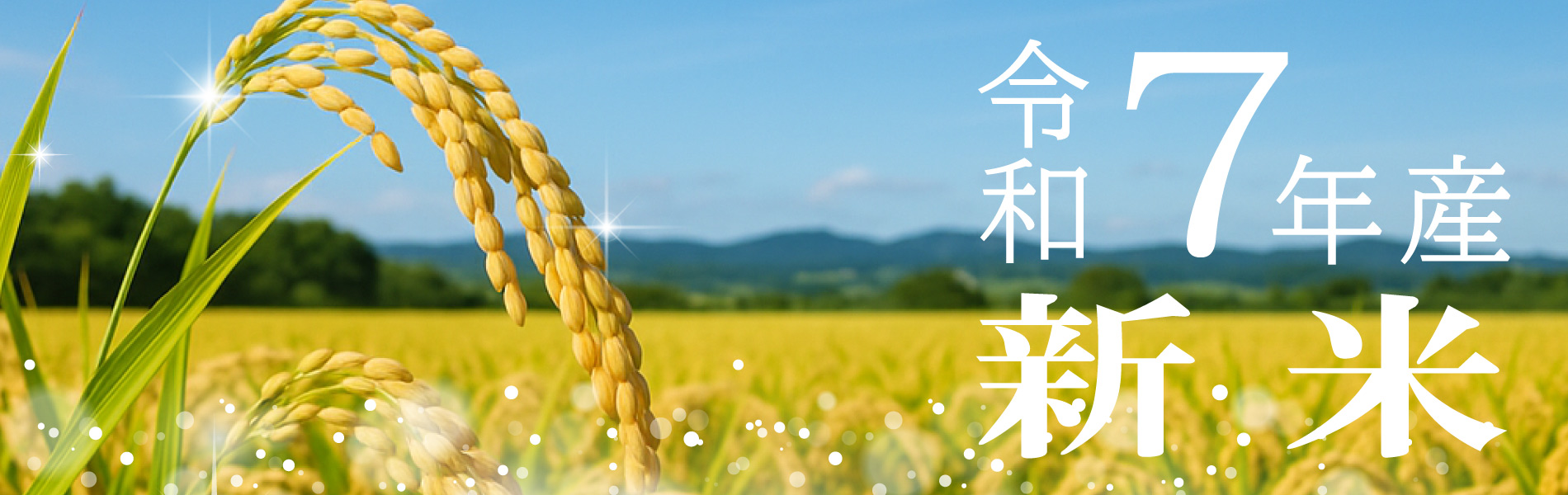 特別栽培米を農家よりお届けします。冷めても美味しい　郷のこめ9kg（おまけ有） 令和8年産 新米 先行予約】 【金賞受賞農家】 《定期便6回》 特別栽培
