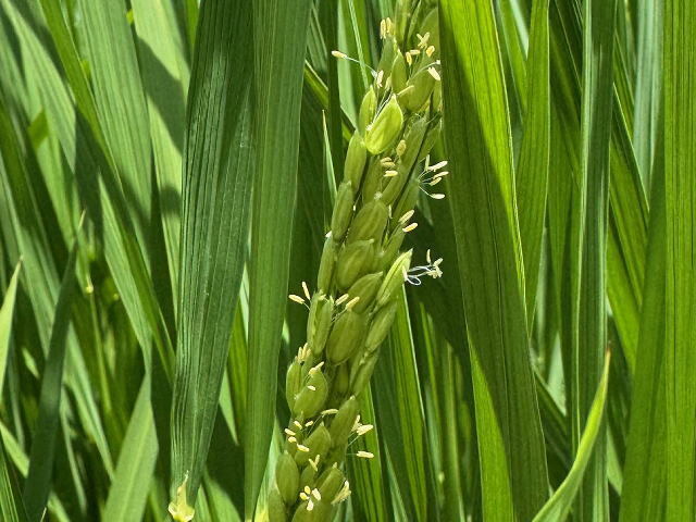 新潟産みずほの輝き 玄米】農家直送でお届け！ 令和7年産 5kg | お米