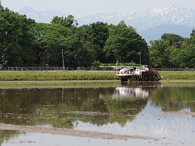 コシヒカリの田植え