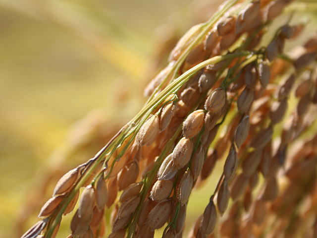 新潟県産コシヒカリの稲穂