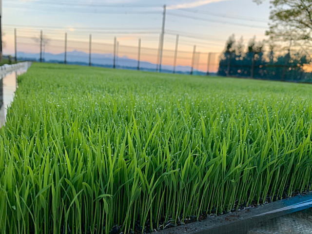 新潟産コシヒカリ 玄米 5kg】農家直送 令和7年産 | お米通販「ふぁーむ