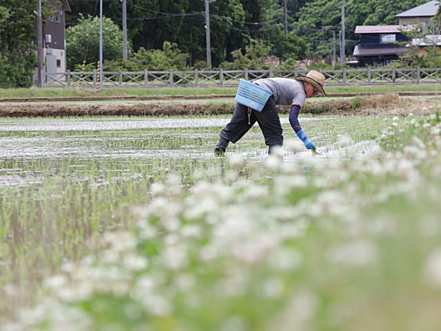 特別栽培米 新潟産コシヒカリ 玄米】 減農薬で育てた新潟県認証米 令和