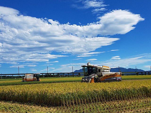 みずほの輝きの販売