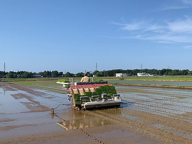 みずほの輝きの田植え
