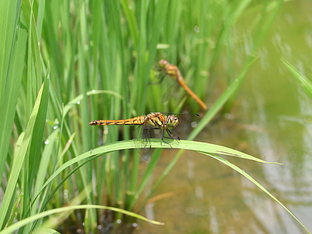 新潟県産 無農薬米 コシヒカリの田んぼのトンボ