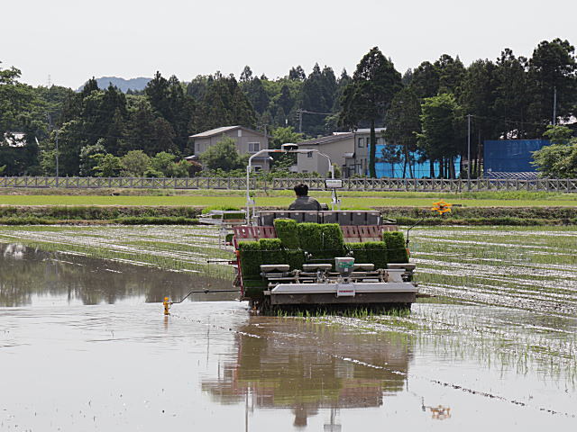 無農薬米コシヒカリの田植え