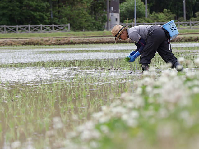 無農薬米コシヒカリの田植え
