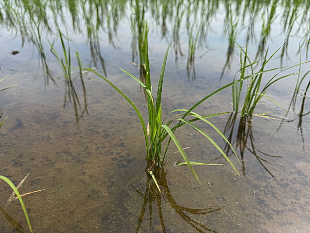田植え直後の苗
