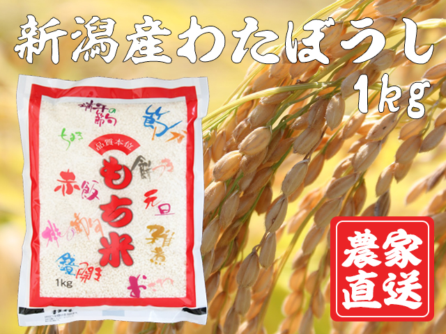 【新米 もち米 新潟産わたぼうし】白米 令和7年産 1kg