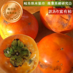 【11月下旬～12月下旬の発送予定】岐阜県本巣市　落葉果樹研究会　契約農家様より直送【訳あり】適熟富有柿【M～2L　約30個】