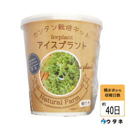 ウタネ 栽培セット 栽培キット カンタン栽培キット アイスプラント 農家のお店 ファームトップ 農機具 農薬 肥料 農業資材 ガーデニング用品の通販 ウタネ 栽培セット 栽培キット カンタン栽培キット アイスプラント 農家のお店 ファームトップ 農機具 農薬 肥料 農業資材 ガーデニング用品の通販