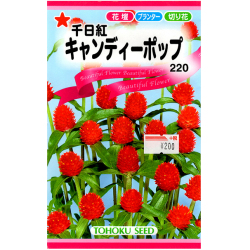 トーホク 花の種 種子 千日紅 キャンディーポップ 種 レターパックライト発送 全国一律370円 農家のお店 ファームトップ 農機具 農薬 肥料 農業資材 ガーデニング用品の通販