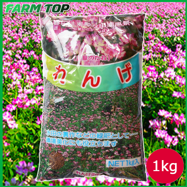 れんげの種 花の種 種子 レンゲ草 レンゲの種 花の種 1kg【景観用緑肥】